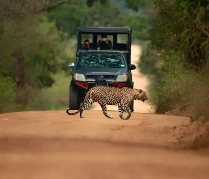 Package - Yala National Park -Safari