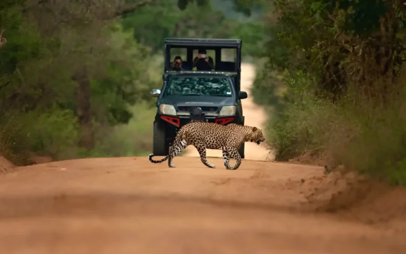 Package - Yala National Park -Safari
