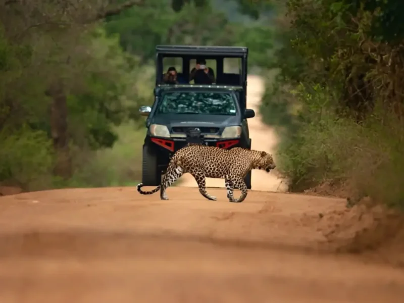 Package - Yala National Park -Safari