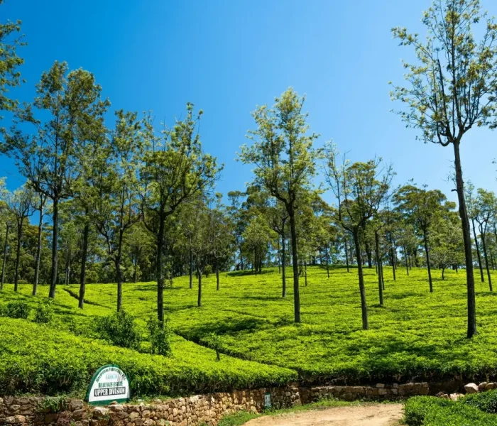 Sri Lanka Tea Estate 000