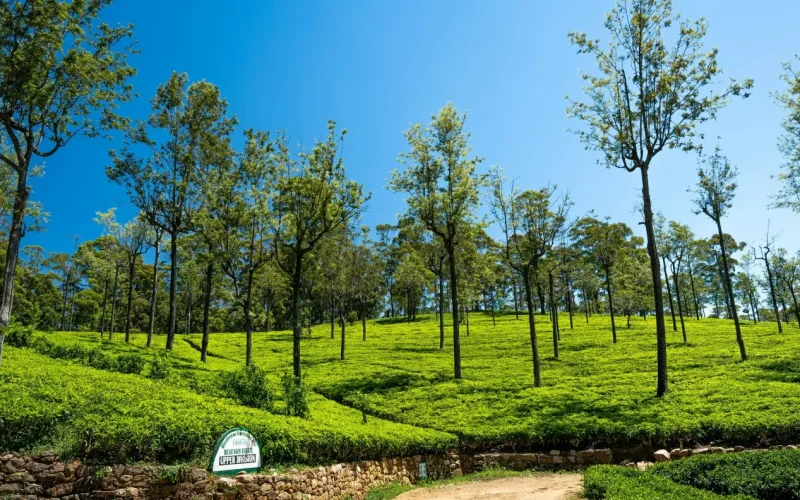 Sri Lanka Tea Estate 000