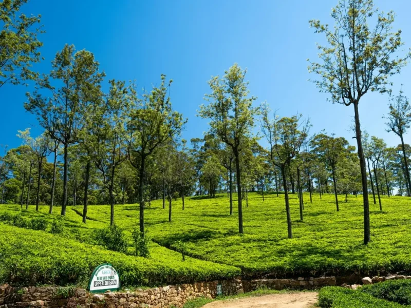 Sri Lanka Tea Estate 000